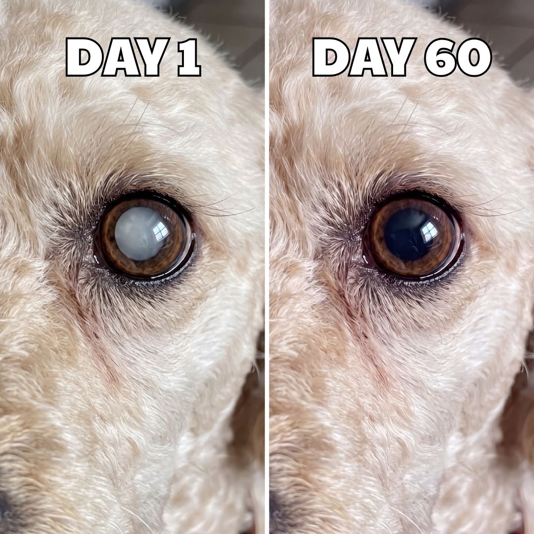 Avyra BrightEyes™ Food Drops – Daily Eye Support for Senior Dogs