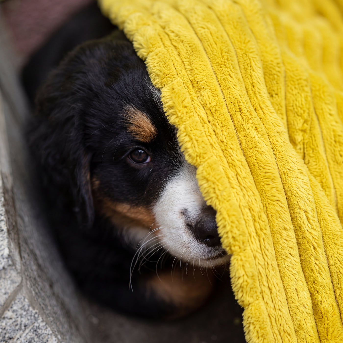 Yellow Night Blanket Dogs Can See in the Dark