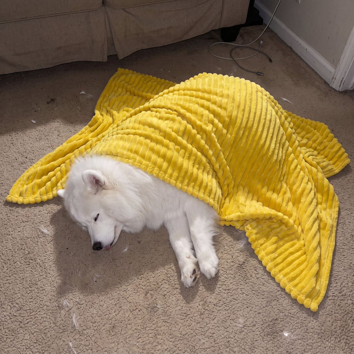 Yellow Night Blanket Dogs Can See in the Dark