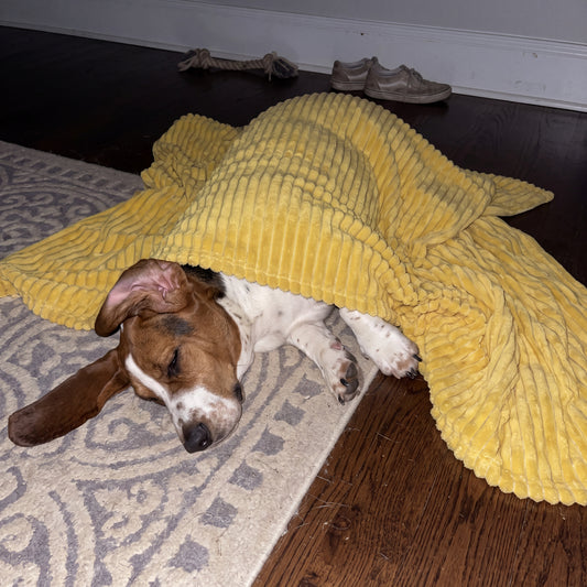 Yellow Night Blanket Dogs Can See in the Dark